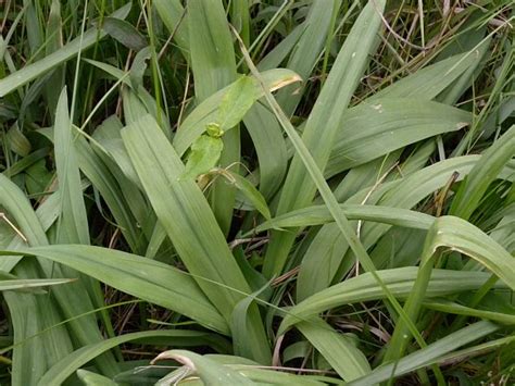 Allium burdickii (Narrow